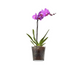 Горшок для квітів 13,5 см. BOTANICA PAŞABAHÇE - 53837-1 53837-1 фото 2