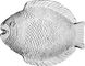 Блюдо-Тарілка для риби 20Х16см. Marine Pasabahce - 10256-1 10256-1 фото